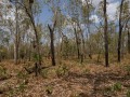 0921-1432 NT Kakadu (9212843)